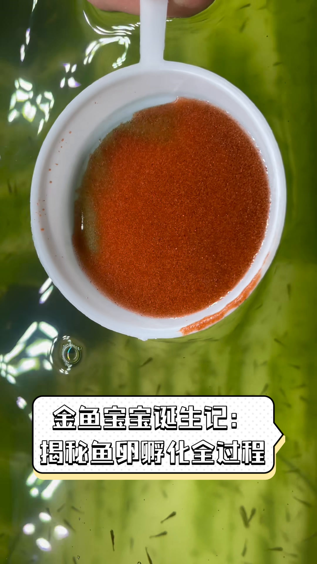 金鱼宝宝诞生记:揭秘鱼卵孵化全过程