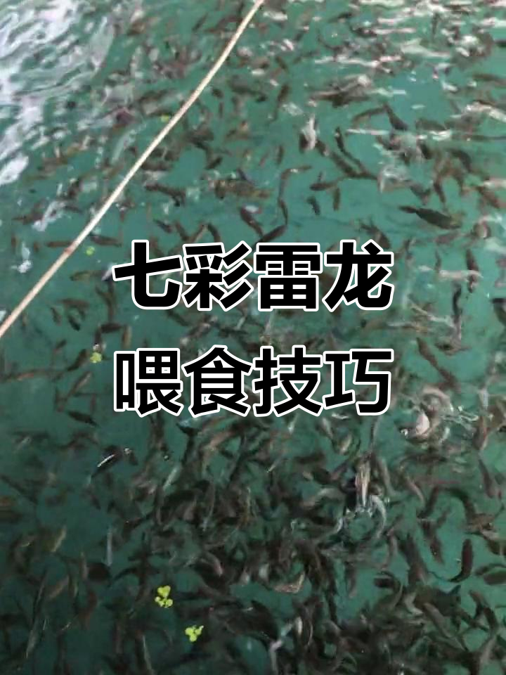 七彩雷龙与斗鱼喂食大揭秘,特种水产养殖技巧