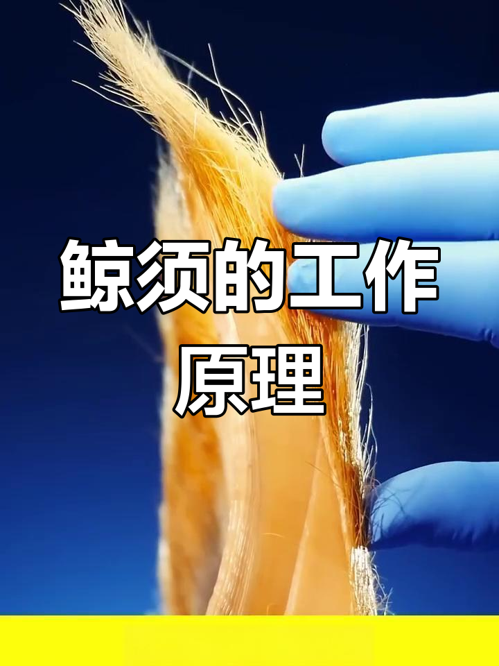 鲸须如何过滤食物?揭秘鲸鱼捕食的秘密