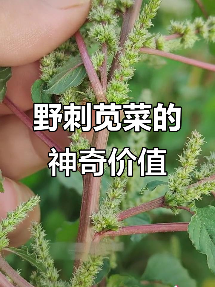 刺苋菜:被忽视的农村宝藏,竟是健康良方