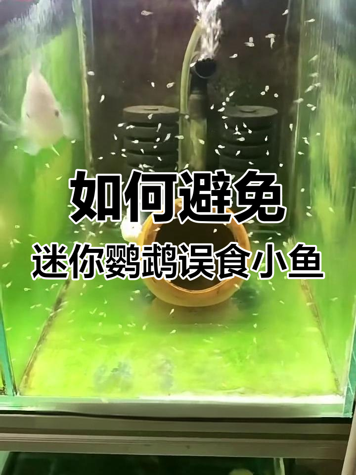 迷你鹦鹉吃小鱼怎么办?人工孵化技巧大公开