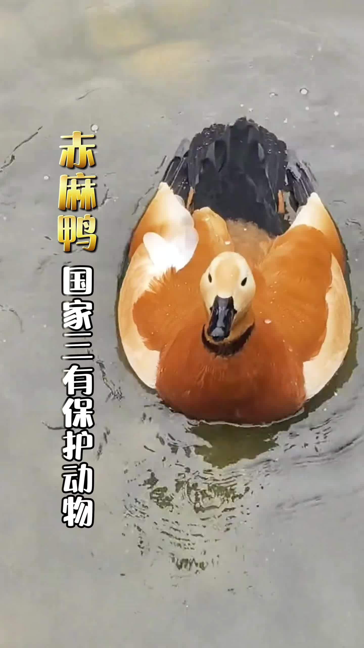 萌化全网!天津“鸭教官”硬核带娃,军训天团走出教科书式步伐 野生动物零距离 茶茶野保法宣 