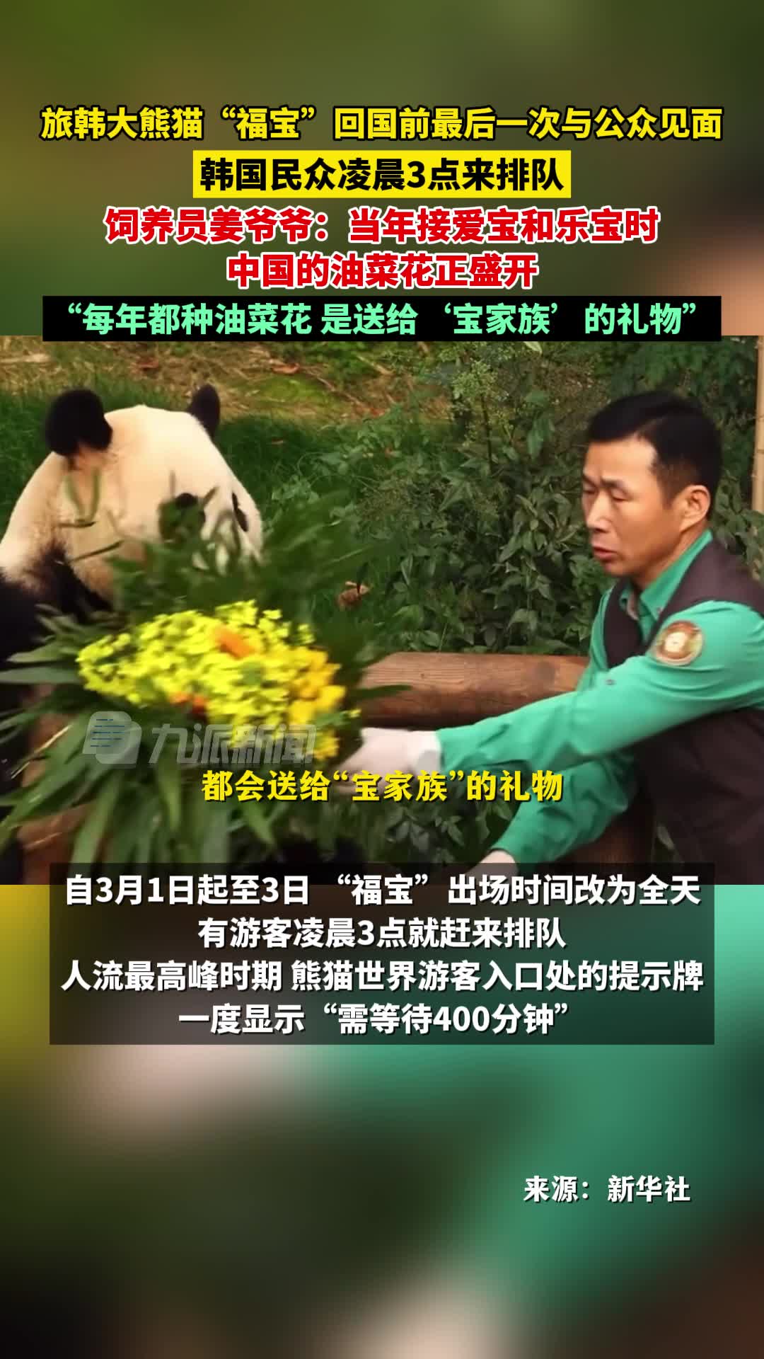 福宝在韩最后一天营业,姜爷爷给福宝送油菜花:当年接爱宝和乐宝时,中国油菜花正盛开
