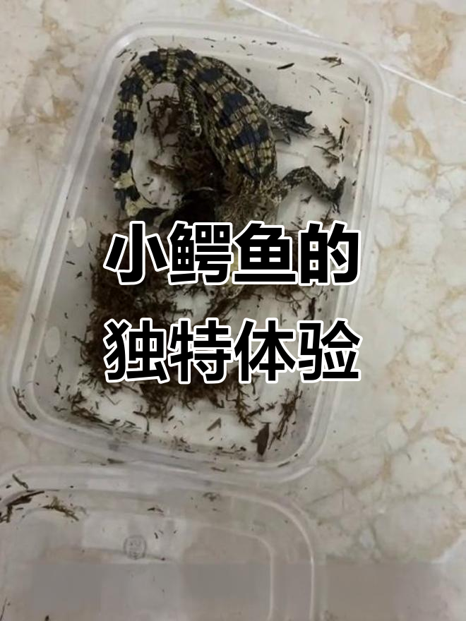 迷你小鳄鱼:不咬人的强势宠物,摸尾巴超有趣