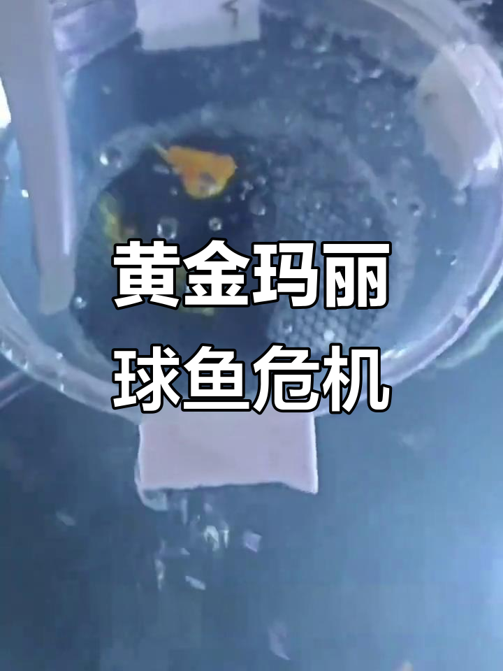 黄金玛丽球鱼开箱,差点全军覆没!