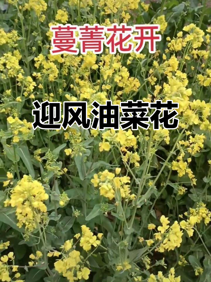 油菜花随风摇曳,大自然的美丽尽显