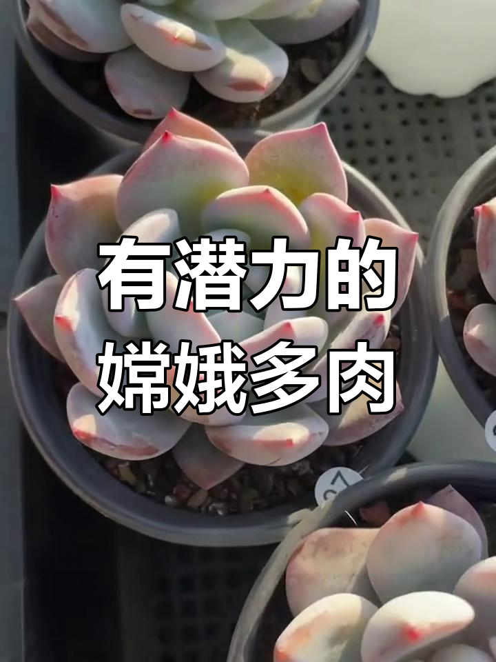 嫦娥多肉:橙红粉嫩的美丽品种
