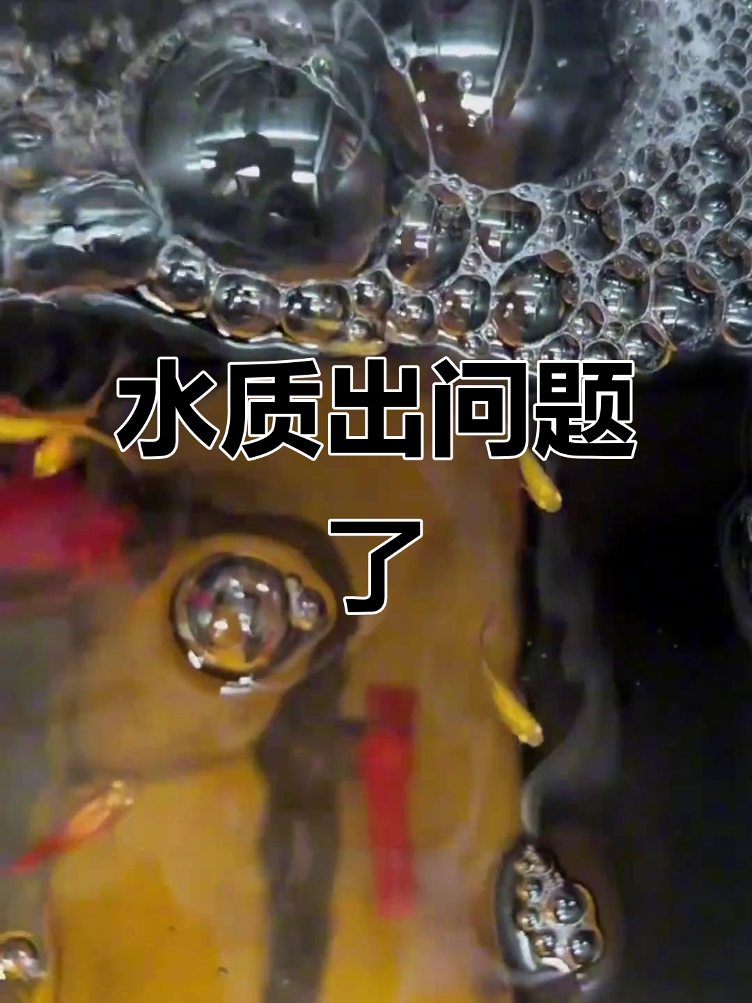 鱼缸泡沫多?水质出了问题,解决方法全揭秘