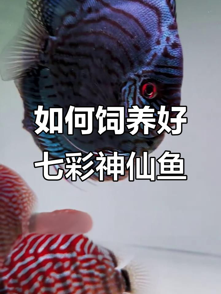 七彩神仙鱼难养吗?掌握这些技巧,轻松搞定!