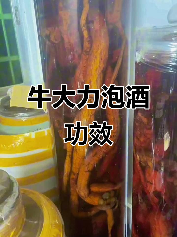 牛大力泡酒,滋补肝肾、强筋骨,睡眠质量提升