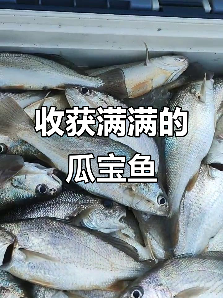 春子鱼和瓜宝鱼的丰收,满满一网捞