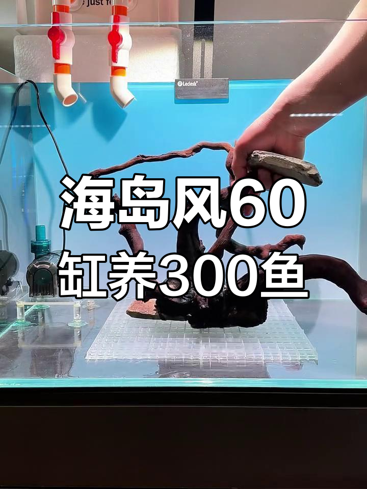 60鱼缸挑战300条荧光绿虎皮,海岛风格造景全攻略