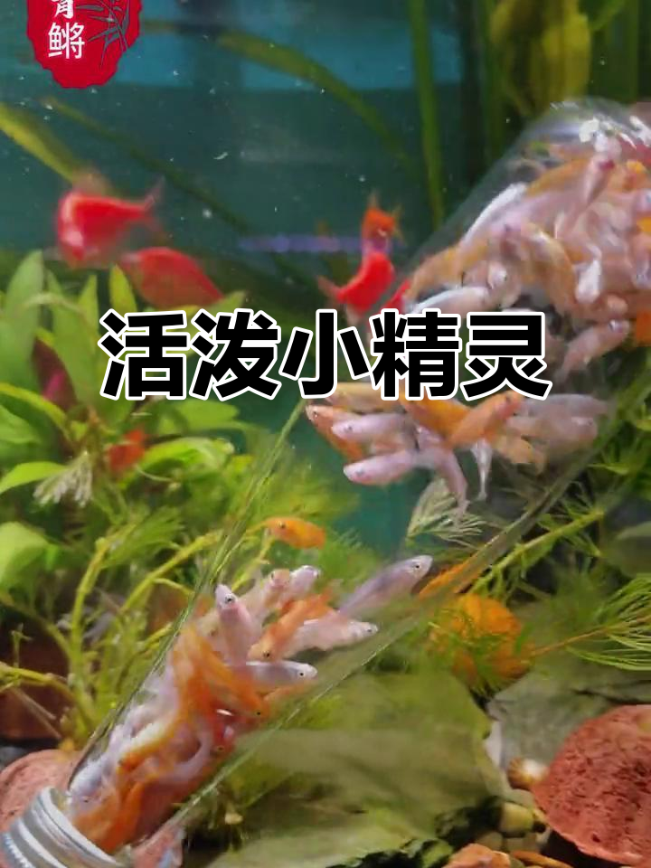 色彩斑斓的观背青鳉,轻松饲养,为水族箱增添活力!