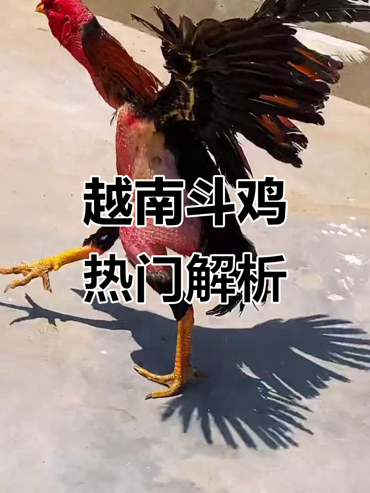 越南斗鸡文化大揭秘:砸背王与鬼子头面争锋