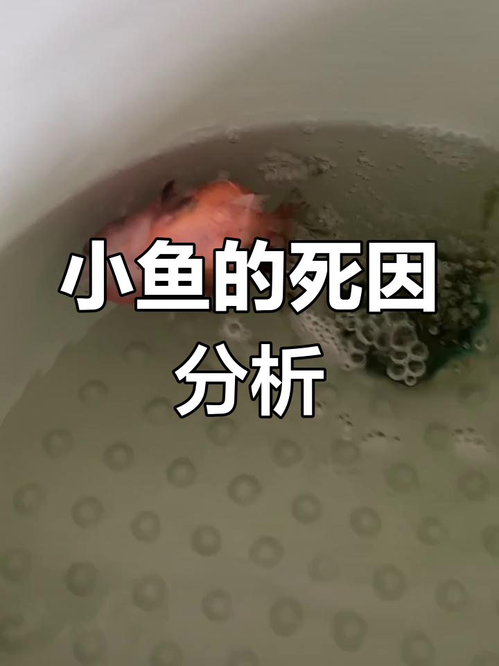泰狮鱼突然死亡,原因竟是这些?