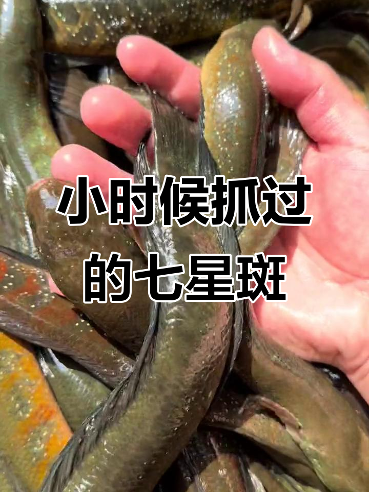 儿时溪边抓的七星斑鱼,你认识吗?