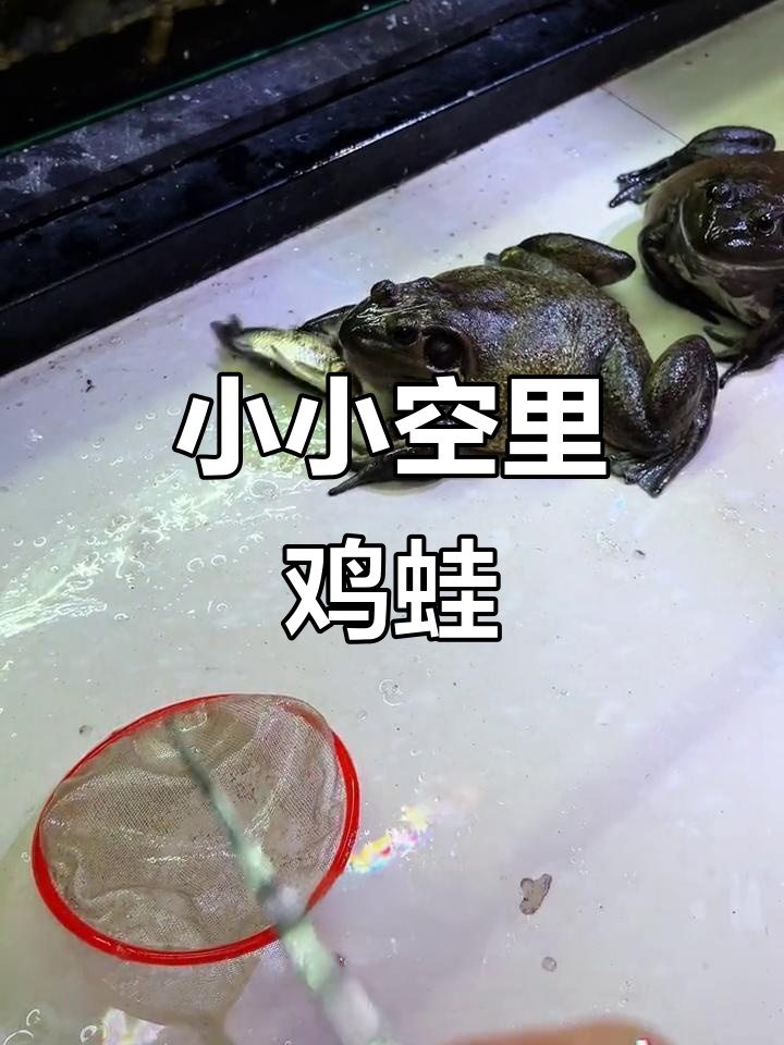 空里鸡蛙幼崽大揭秘,快来看看它们小时候的样子!