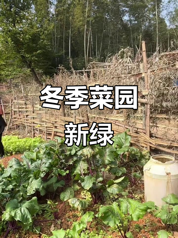 冬天菜园生机勃勃,小白菜顽强生长,绿意盎然
