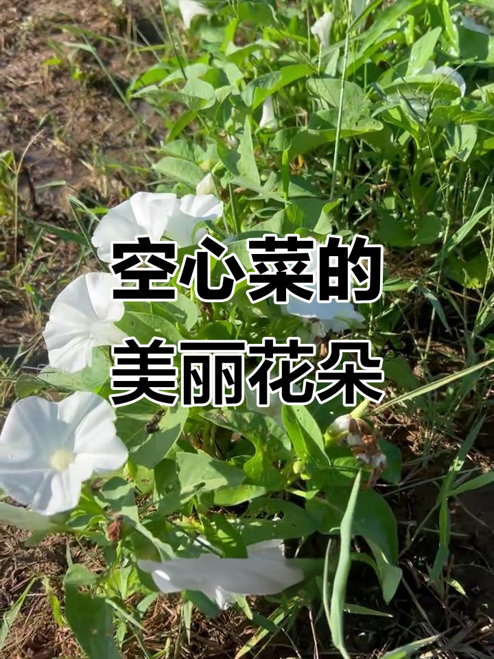 空心菜开花,清新淡雅的白色喇叭花你见过吗?