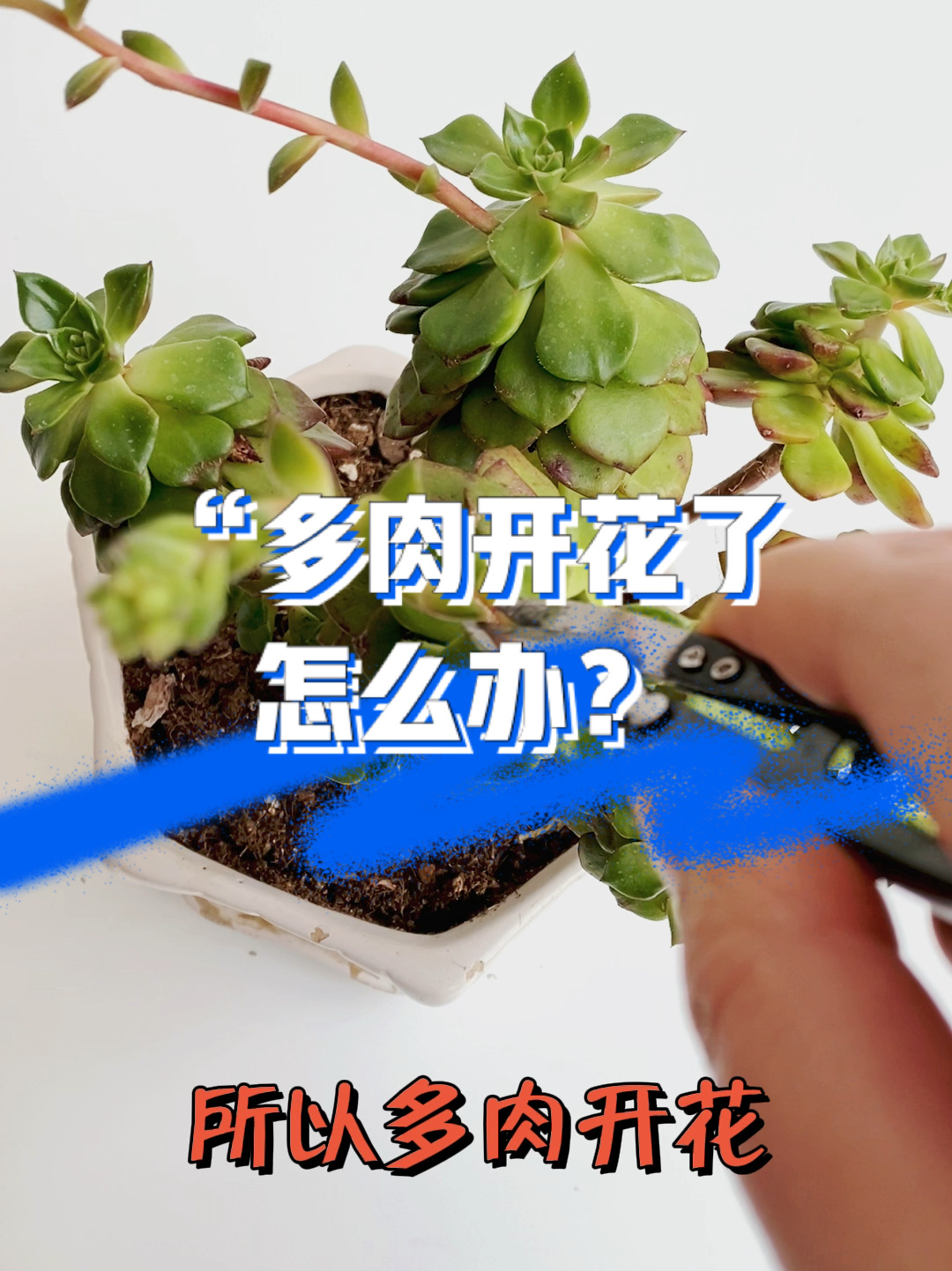多肉养开花了怎么办呢?