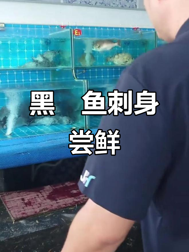 渤海湾黑老婆鱼刺身,鲜美无比!