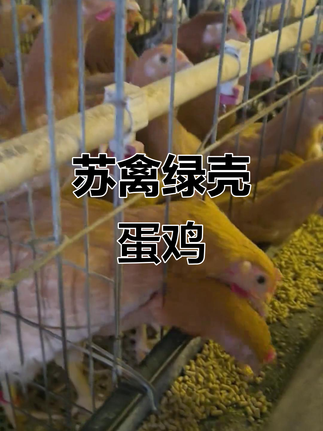 苏禽绿壳蛋鸡:2025年最火土鸡品种,抗病力强、产蛋均匀