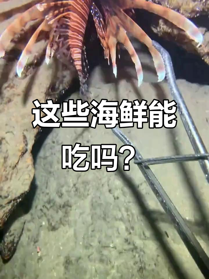 狮子鱼、红龙鱼和刀鱼的食用风险与美味真相