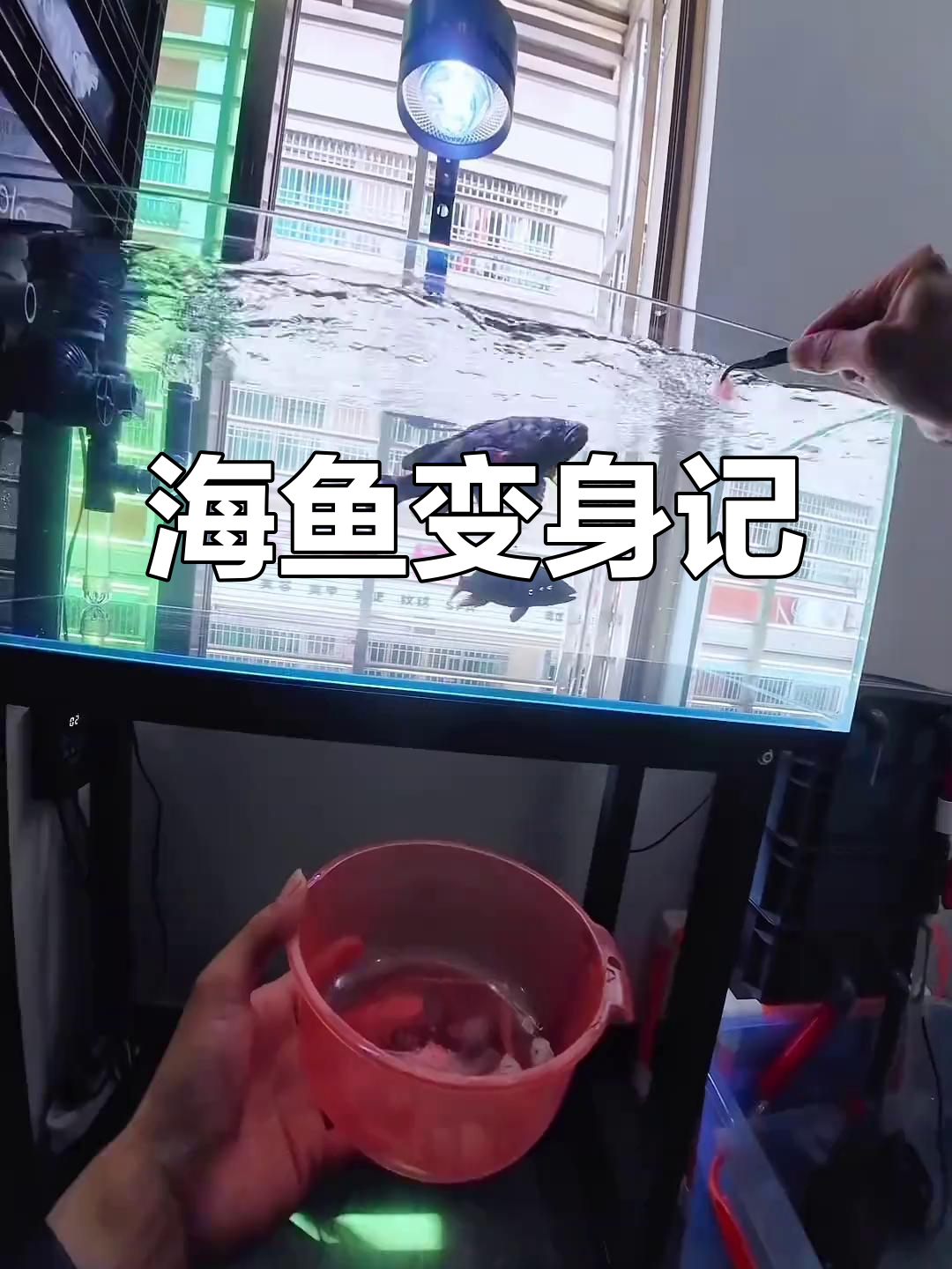 把海鱼养在淡水缸,换水后秒变纯淡!红油石斑超有趣