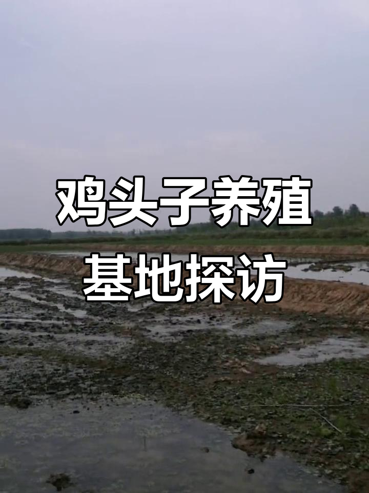 鸡头籽养殖基地大揭秘,千亩规模让人震撼