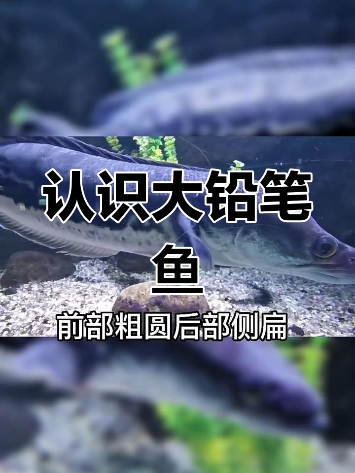 大铅笔鱼:像根笔一样的凶猛肉食性鱼类
