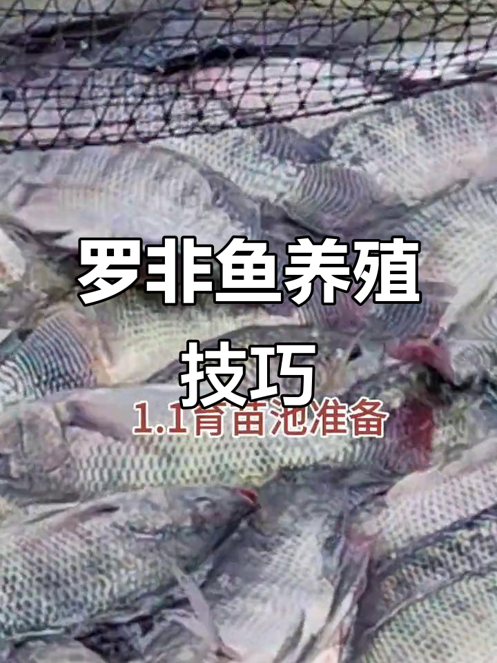 罗非鱼养殖技术全解析:从育苗池到捕捞现场