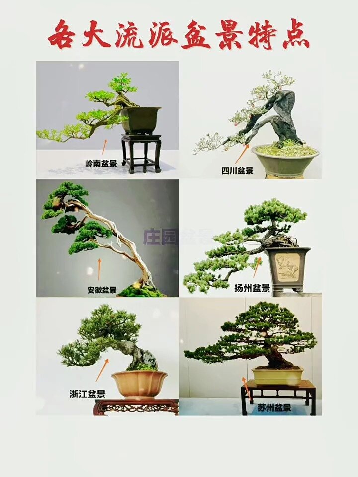 盘点几大流派盆景特点 看看你喜欢哪一派?