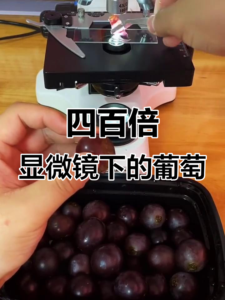 葡萄皮和果肉放大四百倍，看看微观世界的秘密