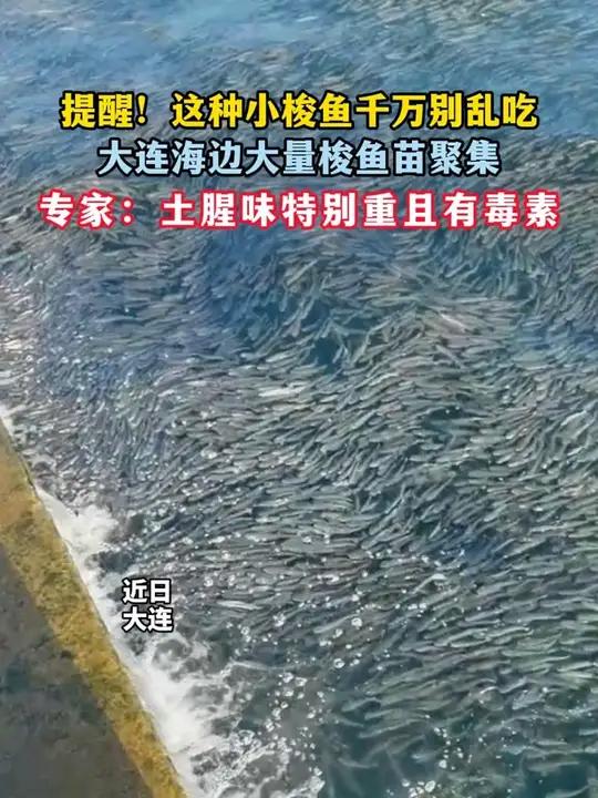 提醒！这种小梭鱼千万别乱吃 #大连海边大量梭鱼苗聚集 专家：土腥味特别重且有毒素，只有在海