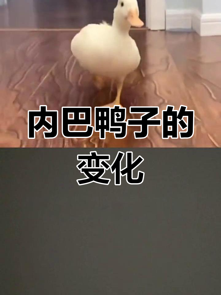 鸭子内八变样,补钙后成“筷子”
