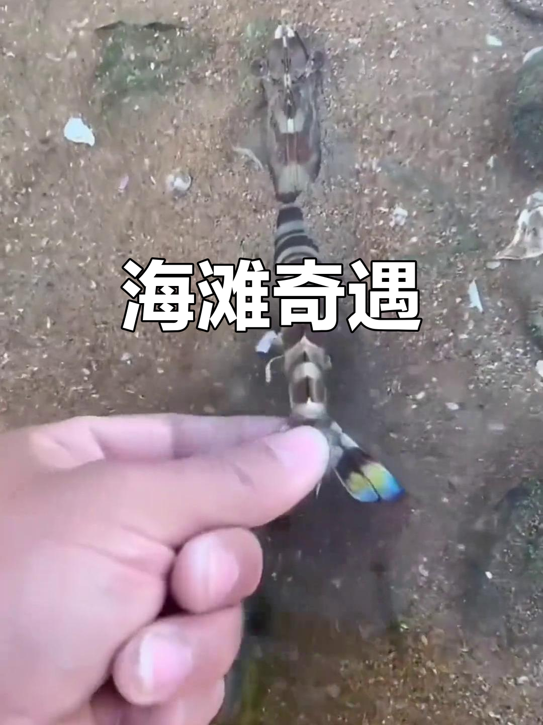 海滩探险,发现七彩虾与奇特海洋生物