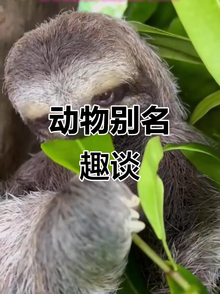 动物们的雅称大揭秘:蜘蛛、乌龟、黄鼠狼都有什么别名?