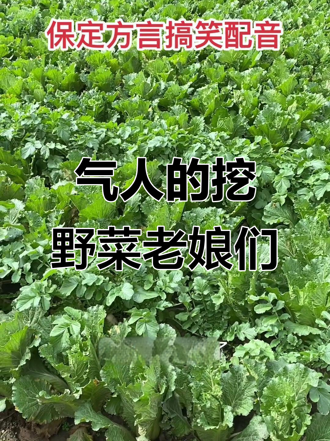 挖野菜的老娘们,真是太气人了!保定方言搞笑大作战