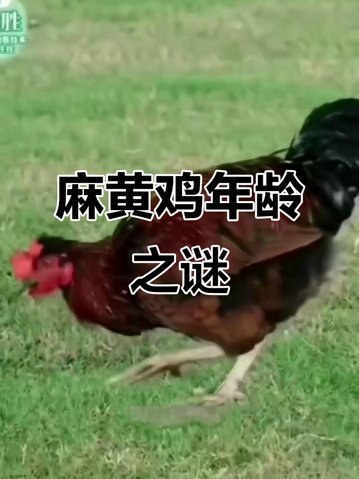 主播卖的麻黄鸡真相揭秘,年龄成谜,4-5个月能长这么大?