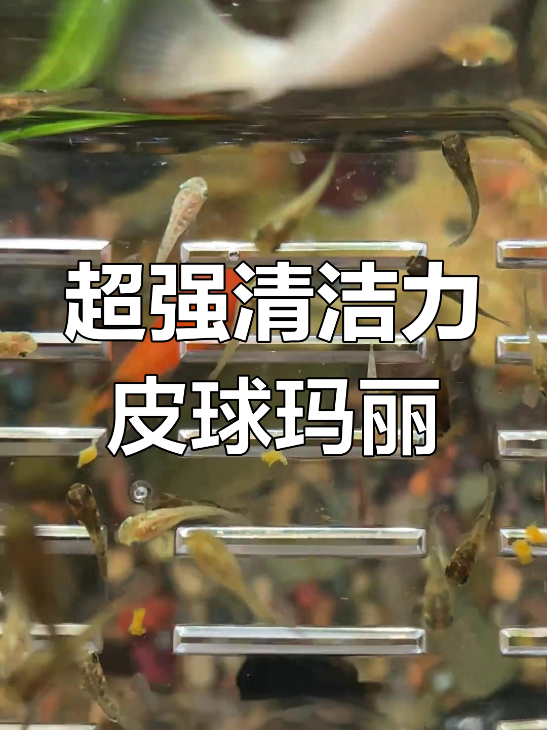 皮球玛丽鱼:懒人必备,超能清洁缸内油膜
