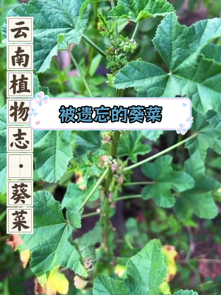 葵菜:从餐桌到野草的变迁