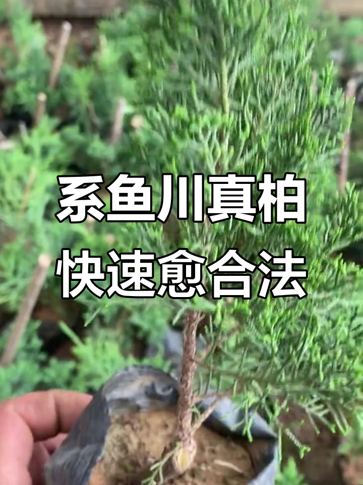 两年侧板苗嫁接系鱼川真柏,愈合迅速效果惊人