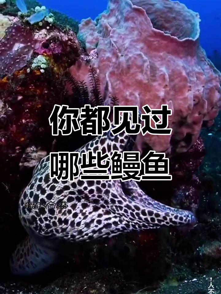 认识这些鳗鱼,你都能叫出名字吗?