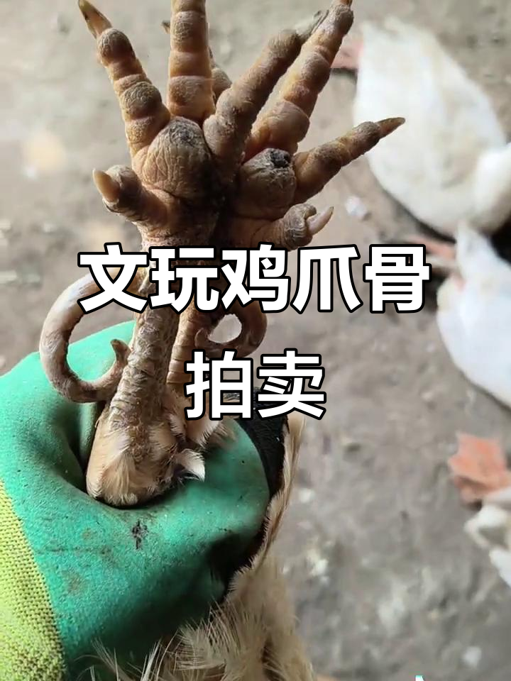 东北父亲与老北京老板的文玩鸡爪骨交易,价格惊人!