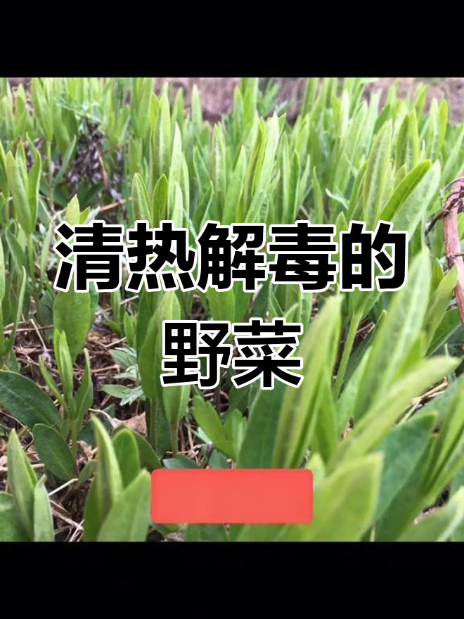 鸭嘴菜的营养价值与功效