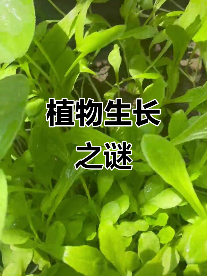 油麦菜生长迅速,荠荠菜却停滞不前,生命力差异令人费解