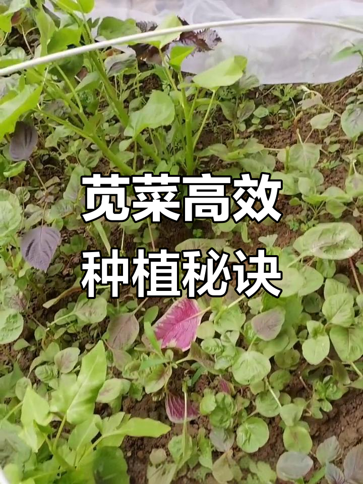 苋菜种植技巧:从选种到采摘全攻略