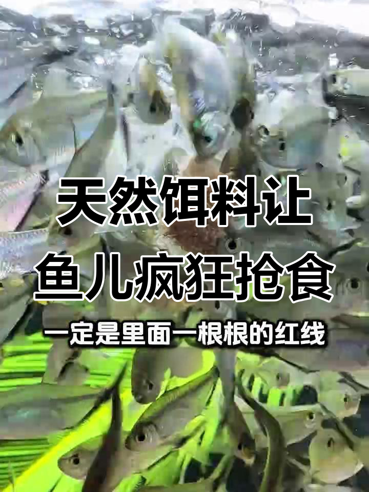 红虫丰年虾冻干，喂鱼上瘾的秘密武器