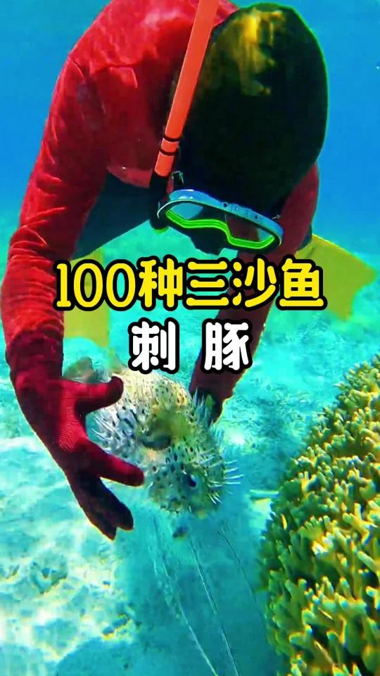 水中刺猬——三沙海底奇妙宝藏海鲜
