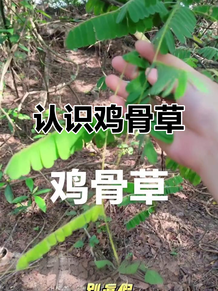 鸡骨草：广东阿妈煲汤的秘密武器，竟是这种不起眼的植物